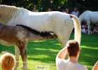 DSC01947 Lipizzaner im Burggarten Foto Pfluegl 160719